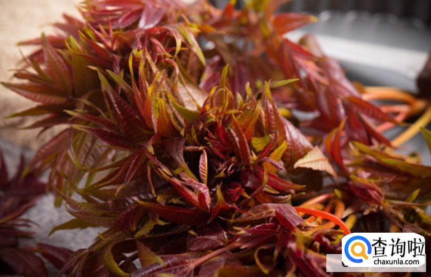 香椿扦插生根最快方法有吗