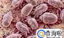 清除面部螨虫的省钱小方法