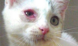 如何诊断猫结膜炎