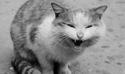 怎么理解猫咪的叫声和动作