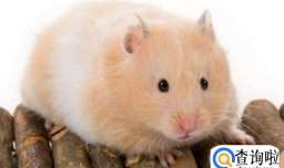 养仓鼠是否会染上鼠疫