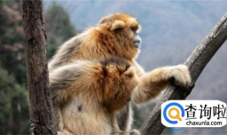 金丝猴大熊猫都是妈宝 金丝猴和大熊猫都是国宝