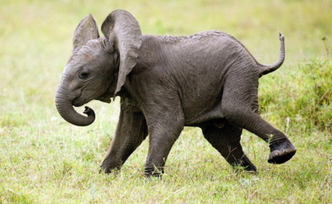 世界动物日的由来