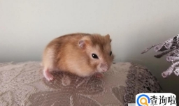 养小仓鼠注意事项