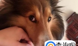 应该怎样叫宠物起床？