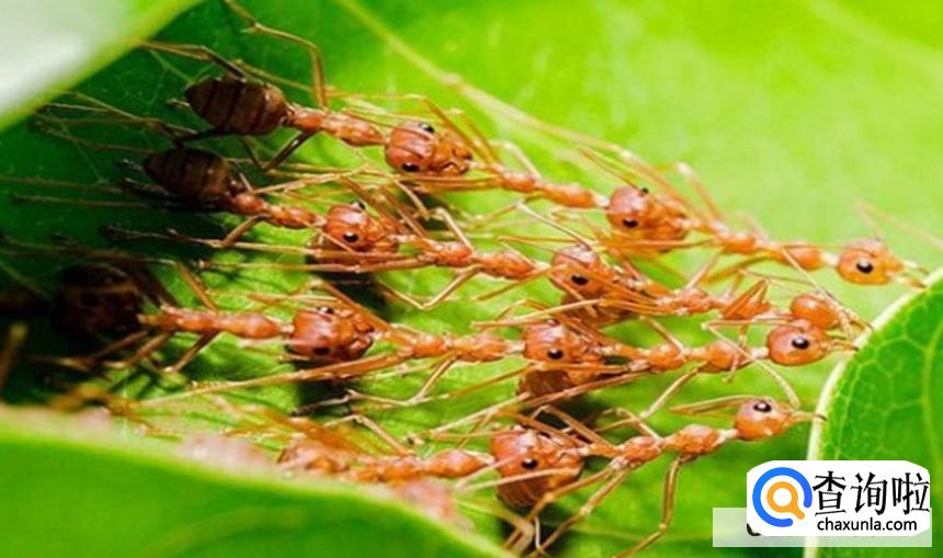 家里有红蚂蚁怎么能彻底消灭