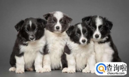 犬瘟热初期症状的判断及预防