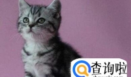 虎斑猫幼猫怎么看品相