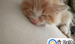 小猫踩奶是一种什么表现？