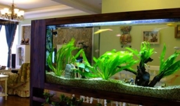 为什么不能开门见鱼缸