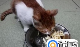 改善猫咪的伙食，给猫加餐之白水煮鸡胸