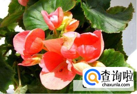 龙翅海棠的养殖的注意事项