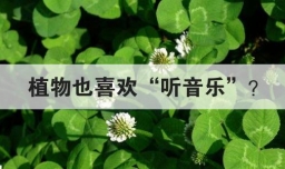 植物也喜欢听音乐