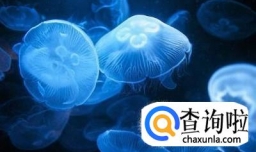海里不能避免的常见危险——水母