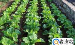 清明节可以种哪些蔬菜