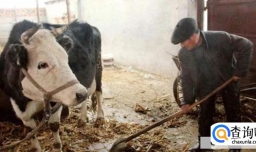 养牛有哪些技巧