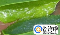 鲜芦荟的美容方法