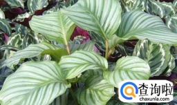 青苹果植物怎么养