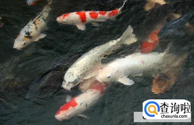 高考送什么吃的礼物寓意最好