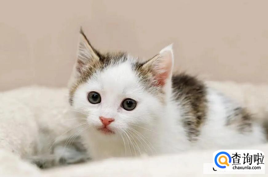 怎样预防猫咪生病