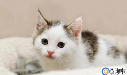 怎样预防猫咪生病