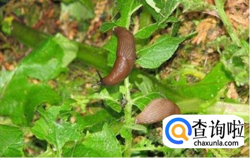 怎么彻底消灭菜地里的鼻涕虫