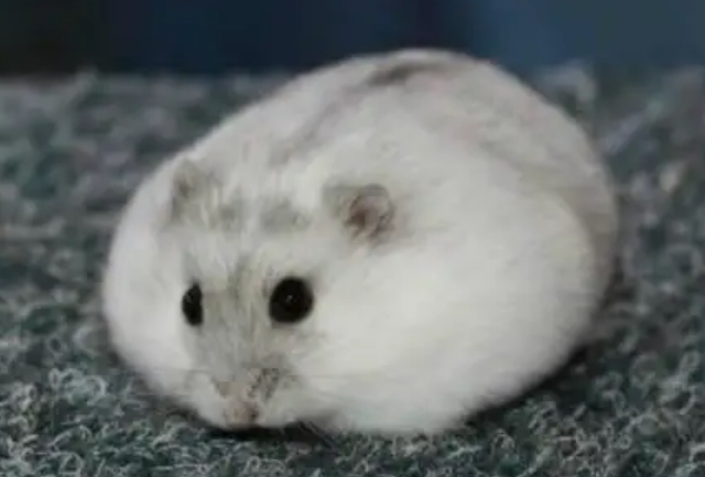 仓鼠的品种有哪些区别？