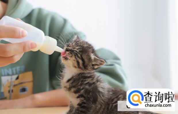 刚生下的小猫需要怎么护理