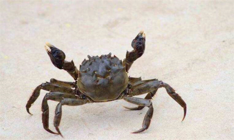 为什么螃蟹会吐泡泡