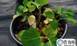 绣球无尽夏叶片发黄怎么办