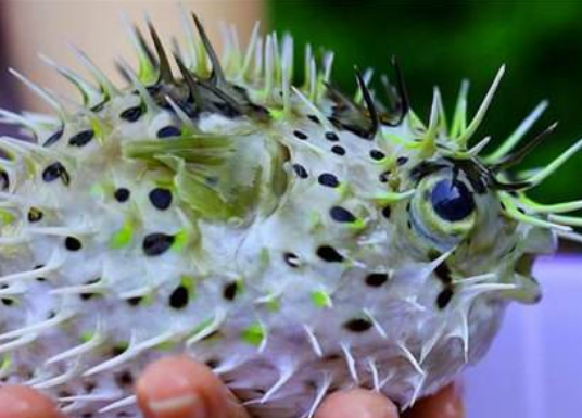 刺豚和河豚的区别