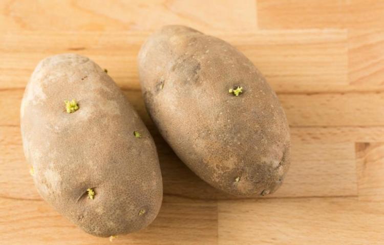 有哪些植物发芽之后不能食用呢