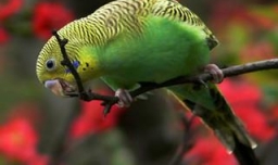 虎皮鹦鹉怎么养