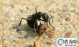 哪些人不适合吃黑蚂蚁？