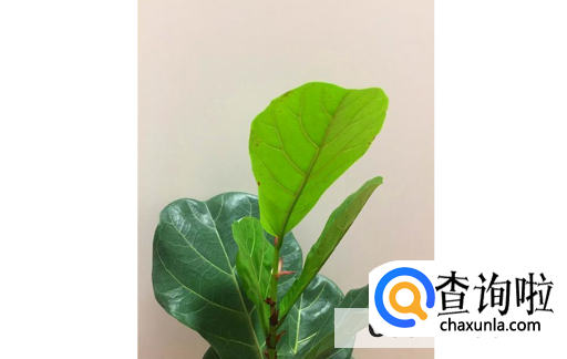 琴叶榕常掉叶子是什么原因