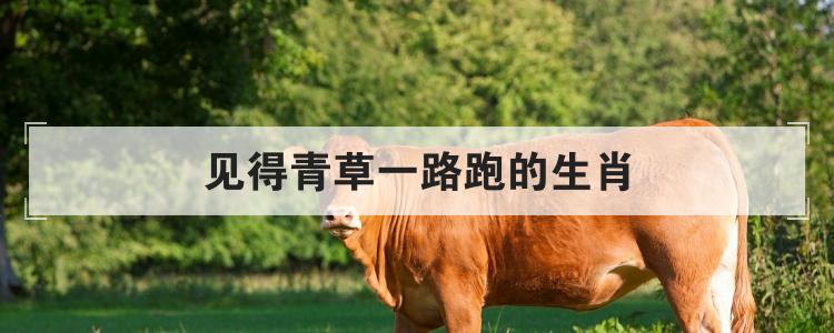 见得青草一路跑的生肖