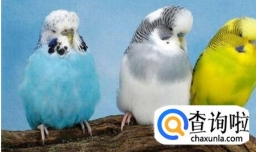 虎皮鹦鹉什么时候下蛋?如何促进它们繁殖？