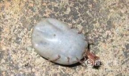 狗被蜱虫咬了怎么办