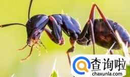 吃蚂蚁有哪些好处？