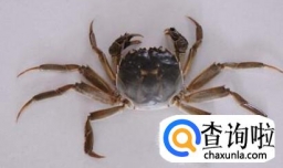 螃蟹怎么分辨屎和蟹黄