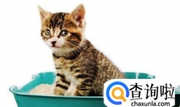 猫在家乱拉屎怎么办