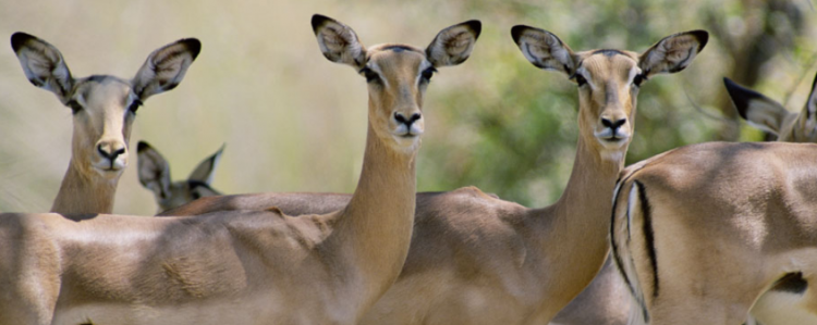 含有动物名称的成语
