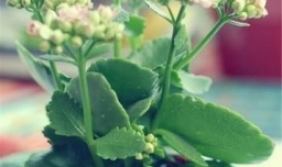 长寿花叶子发软怎么办