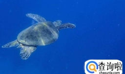 淡水小海龟怎么养