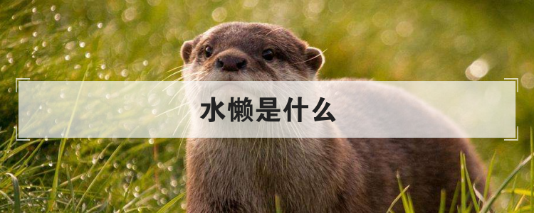 水懒是什么