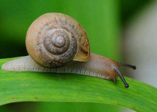 牙齿最多的动物是哪个动物