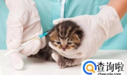 猫咪打疫苗应该注意什么？