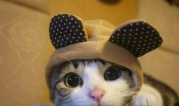 怎样保护小动物