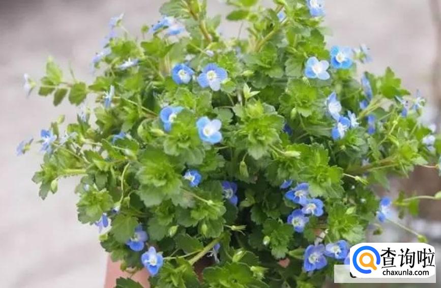 婆婆纳的养殖方法和注意事项有哪些