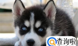 哈士奇狗怎么养